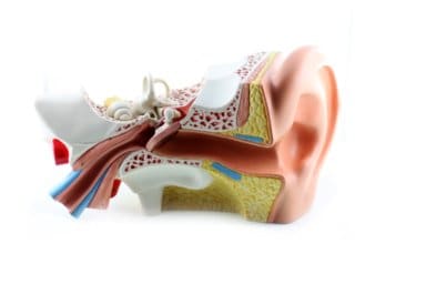 Anatomische Darstellung des Ohrs